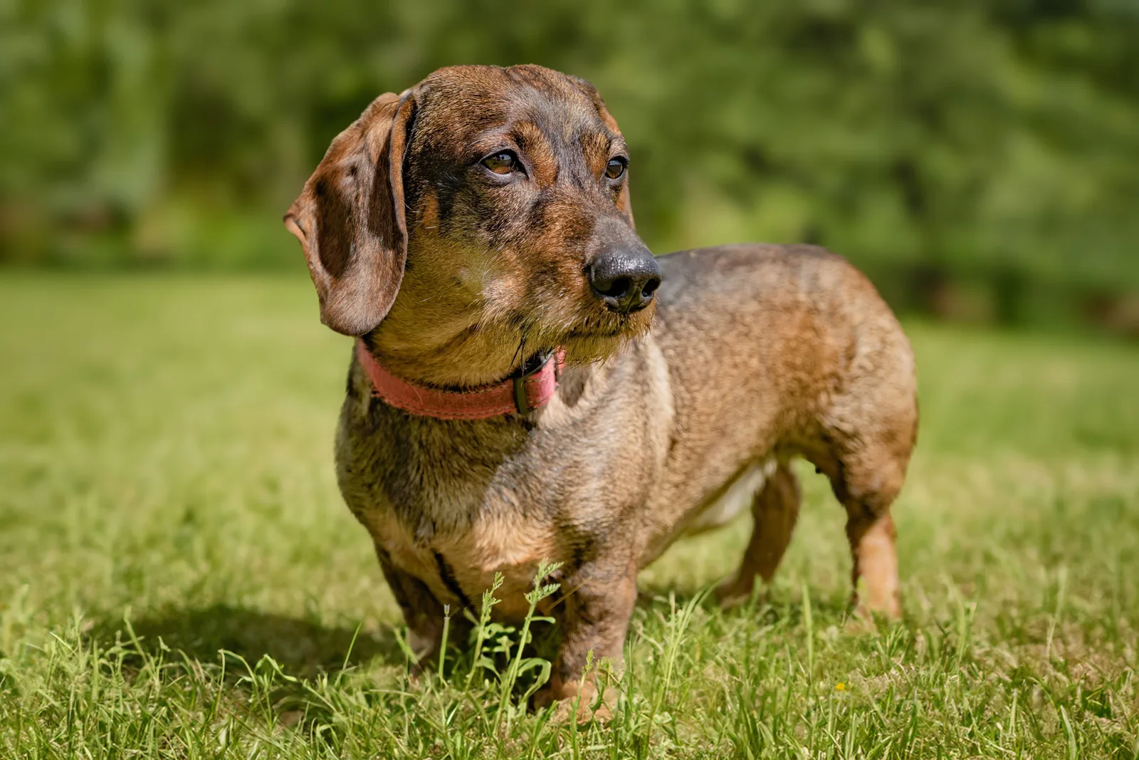 Dachshund adulto de pelo curto em pé sobre a grama, mostrando o corpo alongado e as patas curtas