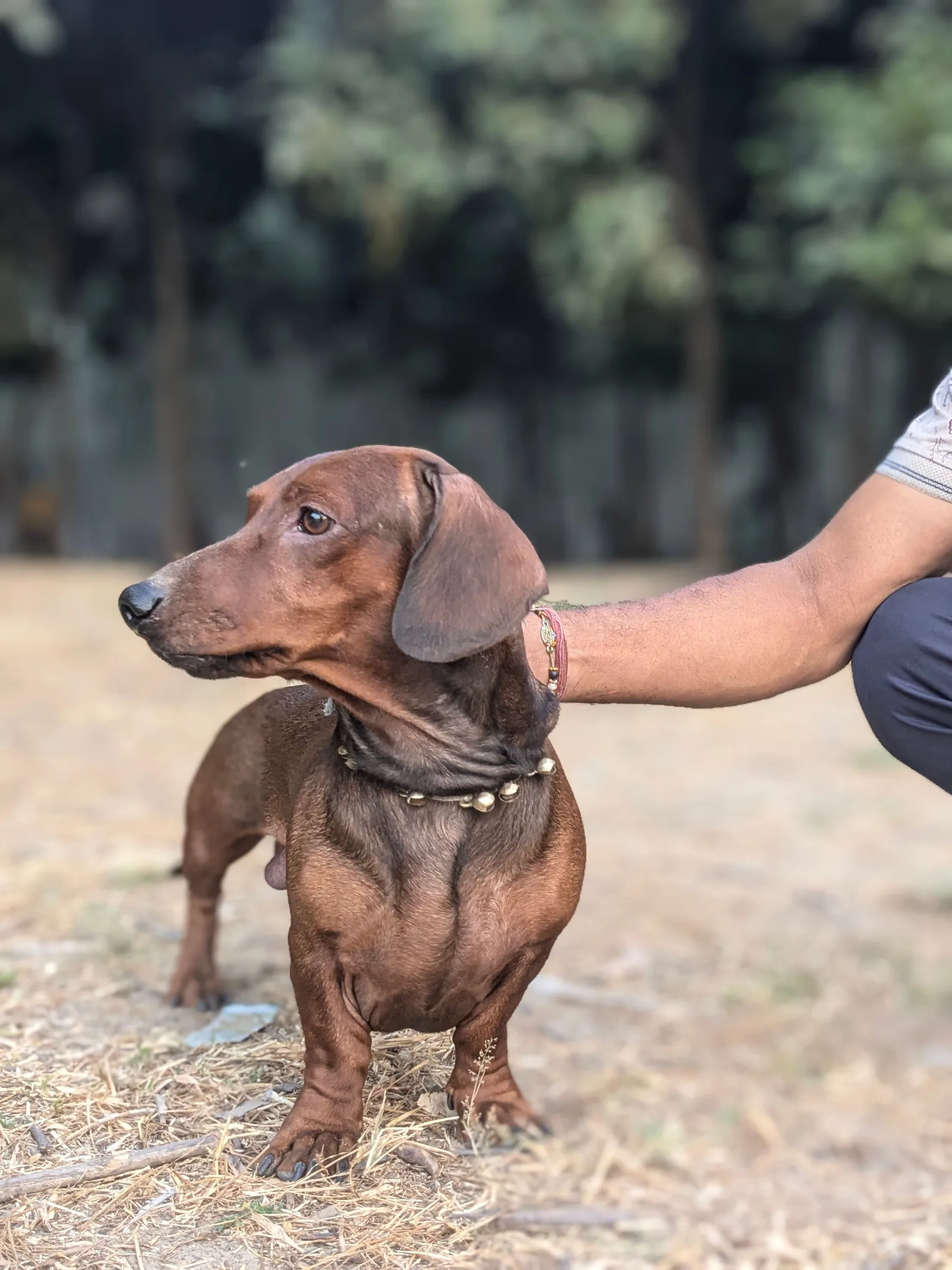 Mão de tutor tocando com cuidado um Dachshund de pelo curto ao ar livre