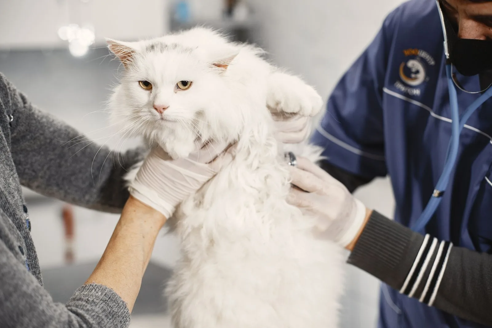Veterinário examinando com as mãos o pelo de um gato branco de pelo longo durante consulta