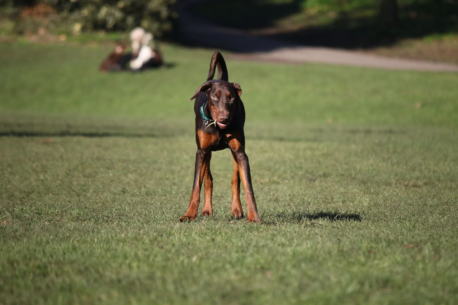 Doberman adulto marrom e ferrugem em pé e atento num gramado de parque, com orelhas caídas naturais