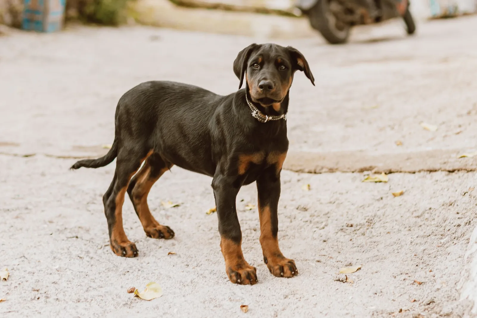 Filhote de doberman preto e ferrugem em pé ao ar livre, com as orelhas caídas naturais e a cauda longa