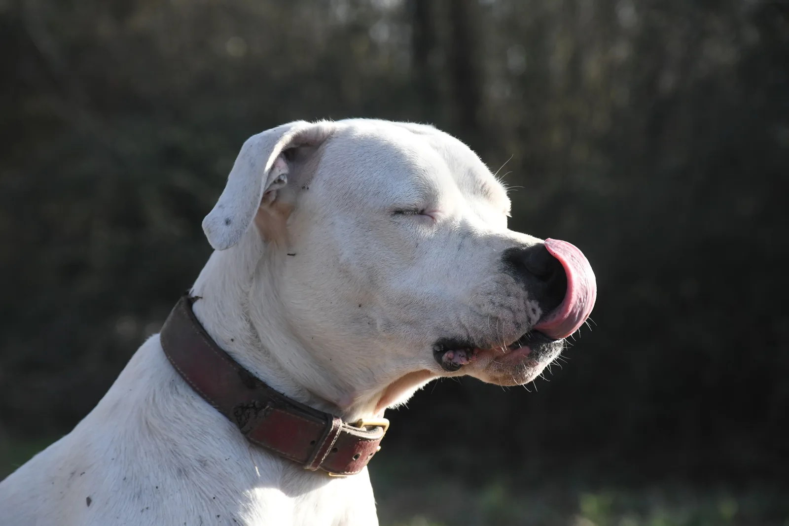 Cabeça de Dogo Argentino de perfil, pelagem branca, trufa preta e orelha caída, usando coleira larga de couro ao ar livre