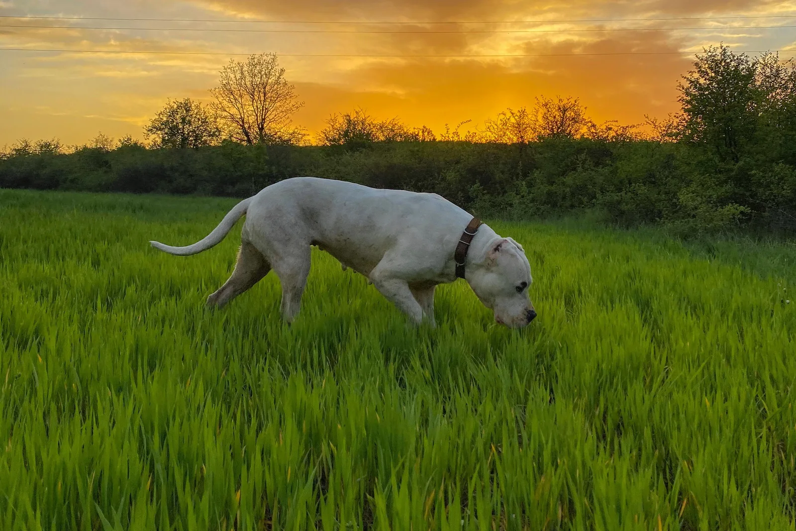 Dogo Argentino branco de porte grande caminhando com o focinho baixo, rastreando cheiro num campo de capim alto ao entardecer