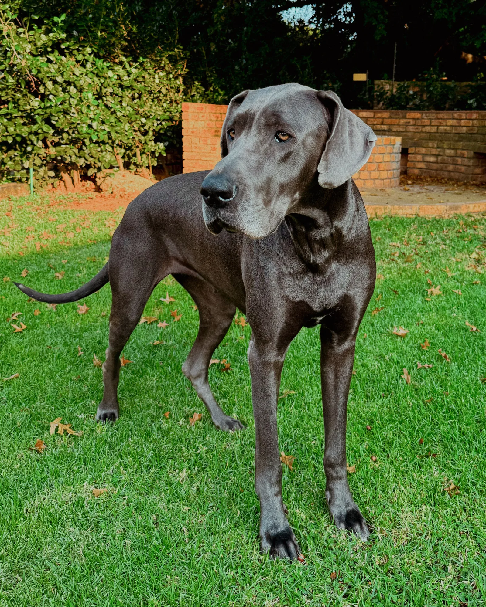 Dogue Alemão azulado em pé em um jardim, olhando para o lado