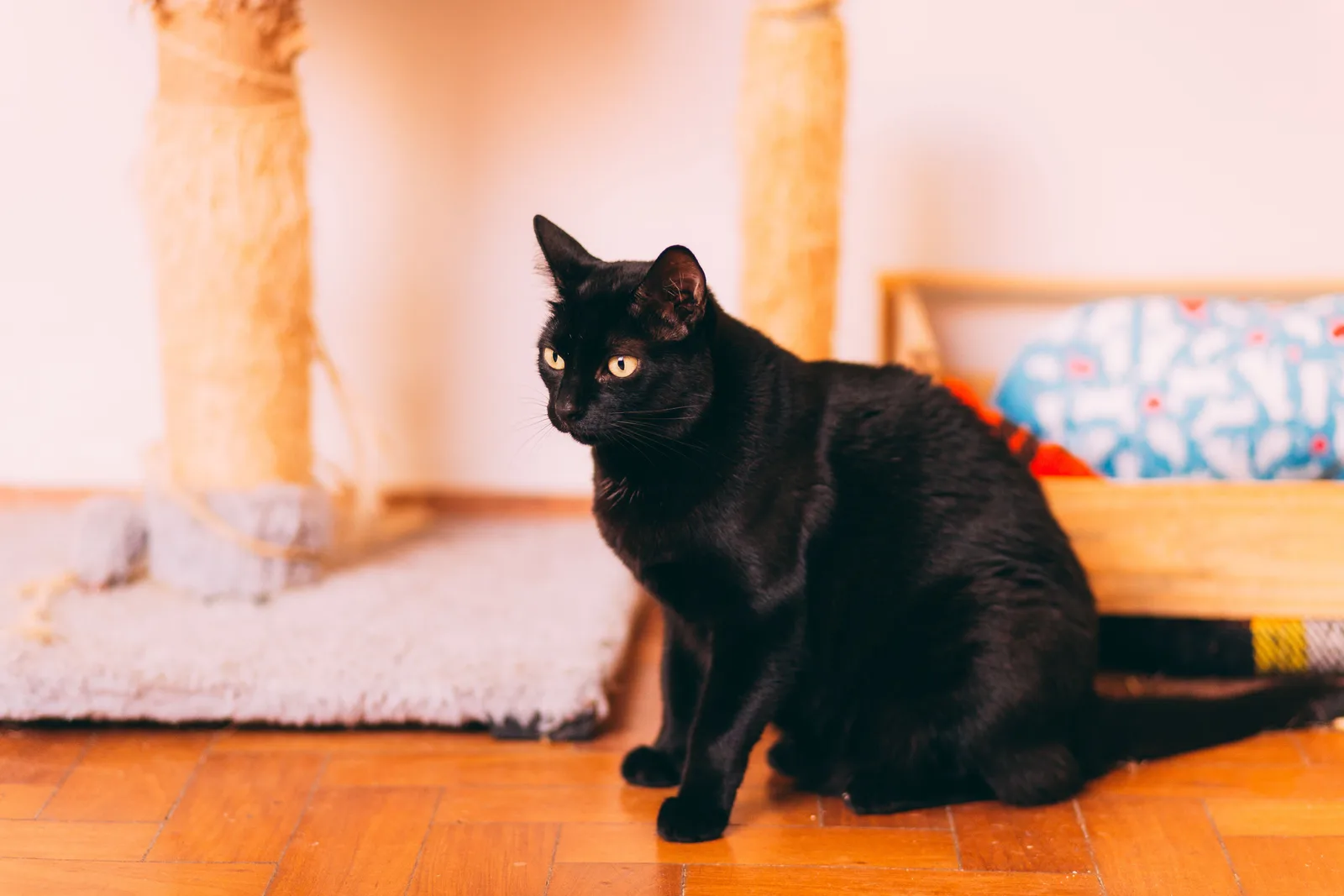 Gato bombaim sentado no chão, mostrando o corpo musculoso e compacto e a pelagem preta sem nenhuma mancha branca