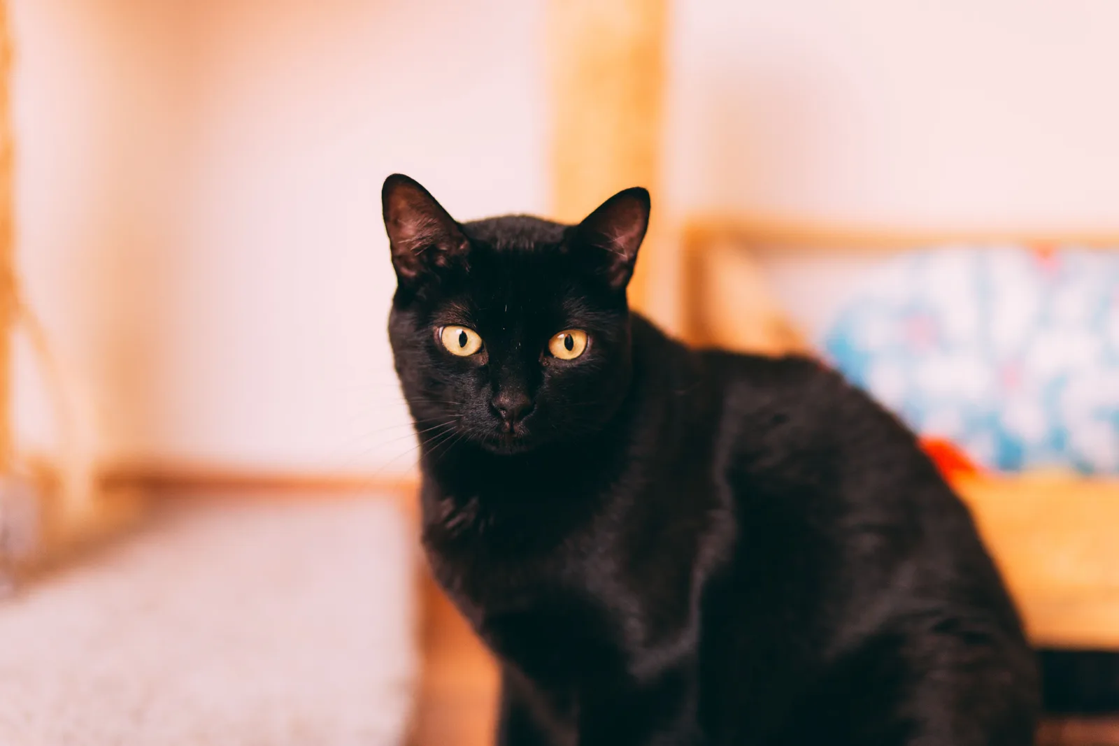 Gato bombaim de perto, mostrando pelagem preta lisa e olhos redondos cor de cobre