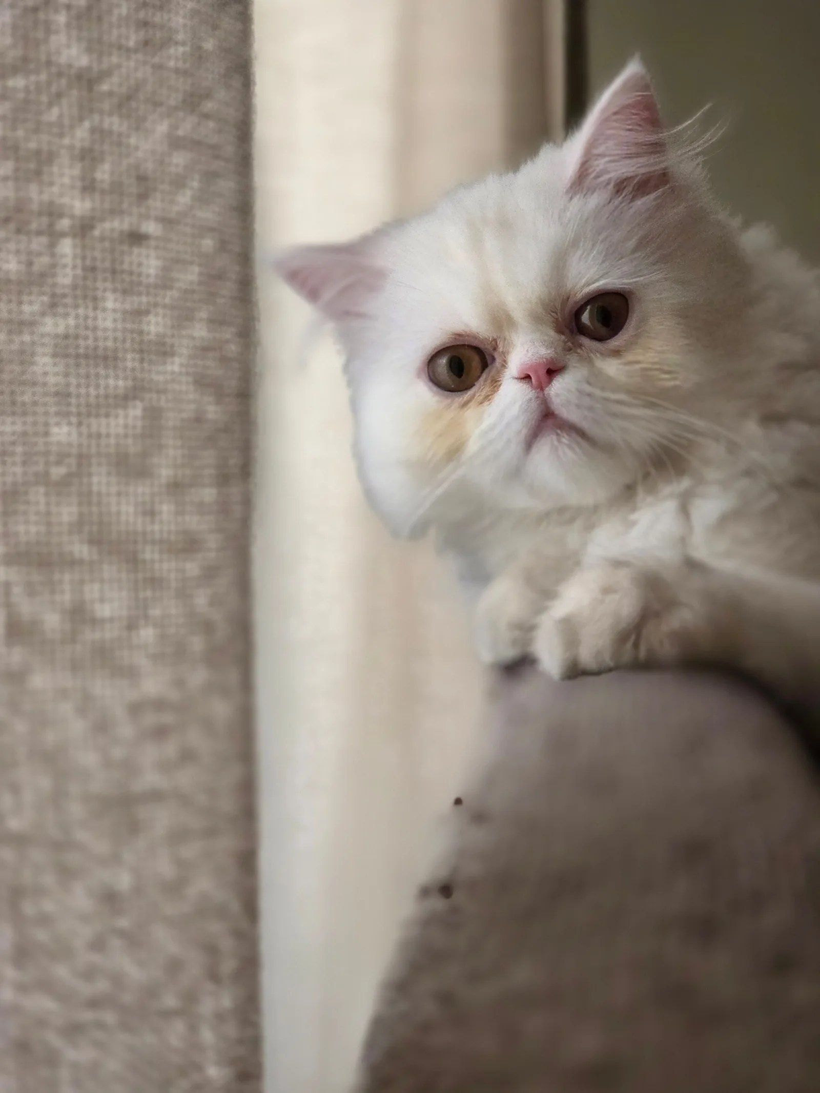 Gato persa branco de rosto achatado olhando por trás de uma cortina