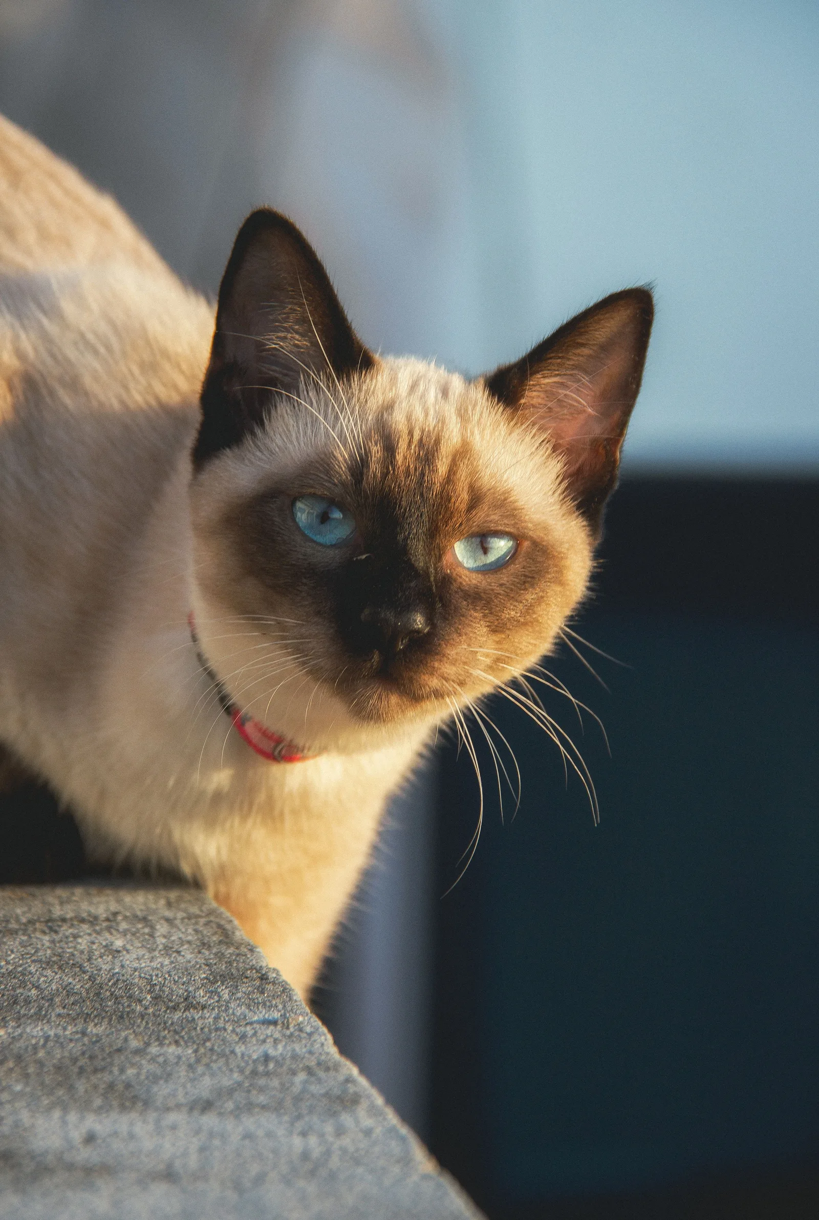 Gato siamês alerta, com coleira vermelha, olhando de perto para a câmera