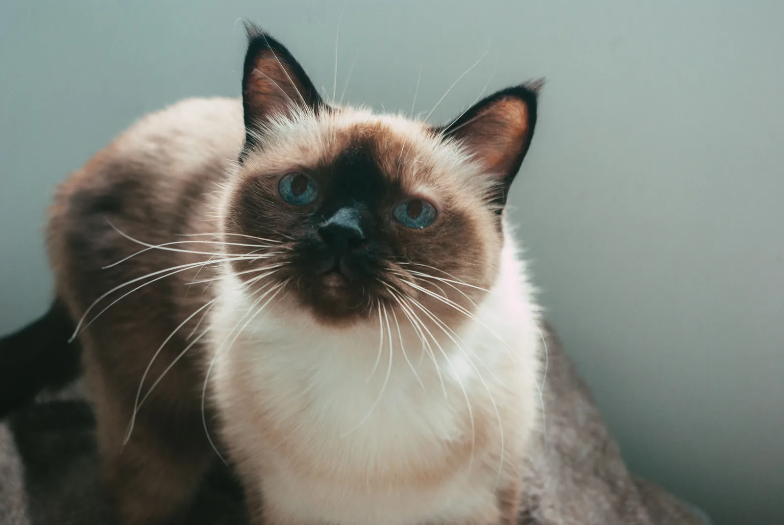 Close-up do rosto de um gato siamês, mostrando o padrão colorpoint nas orelhas e no focinho e os olhos azuis