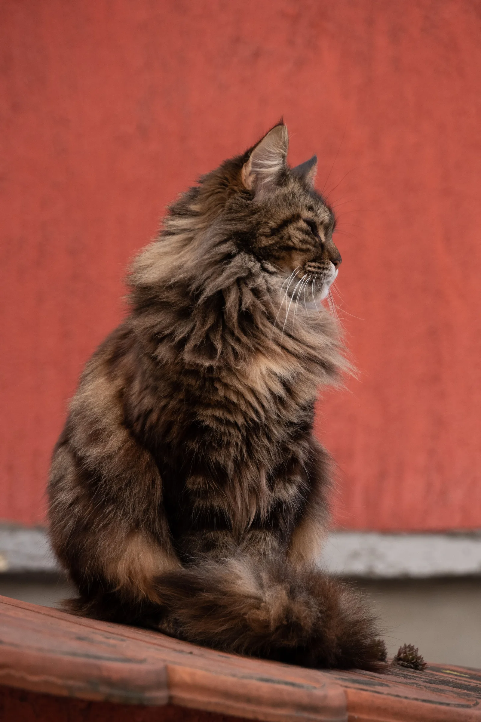 Gato siberiano de pelagem densa e tricolor sentado sobre um parapeito, à luz do dia