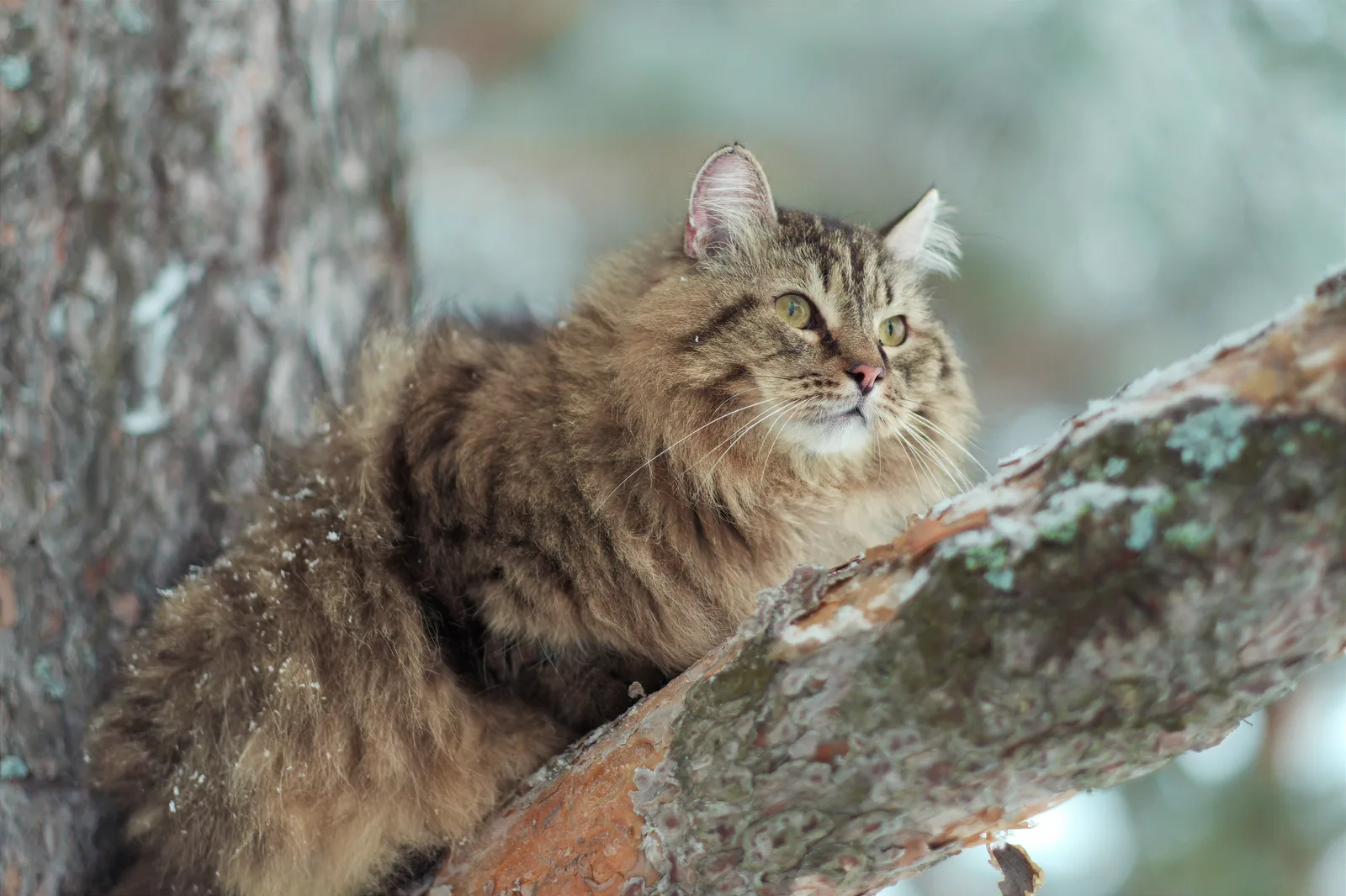 Gato siberiano de pelagem longa empoleirado em um galho coberto de neve, atento ao ambiente