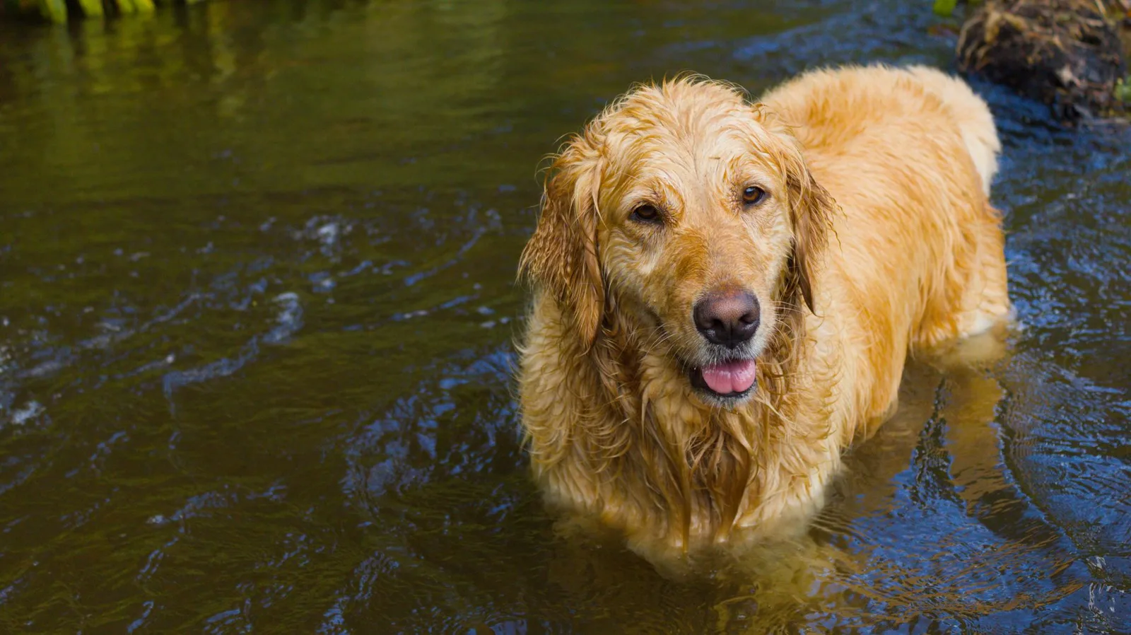 Golden retriever adulto dentro de um rio raso, com a pelagem molhada, olhando para a câmera