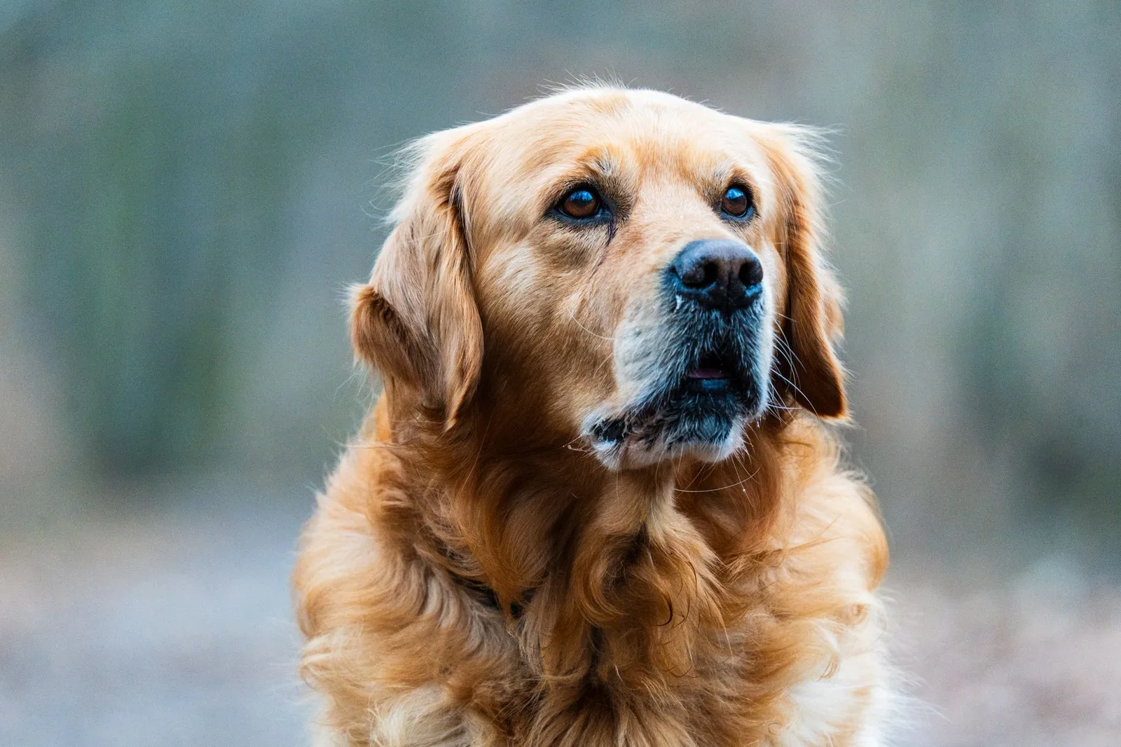 Retrato de golden retriever adulto ao ar livre, com o focinho já grisalho da meia-idade
