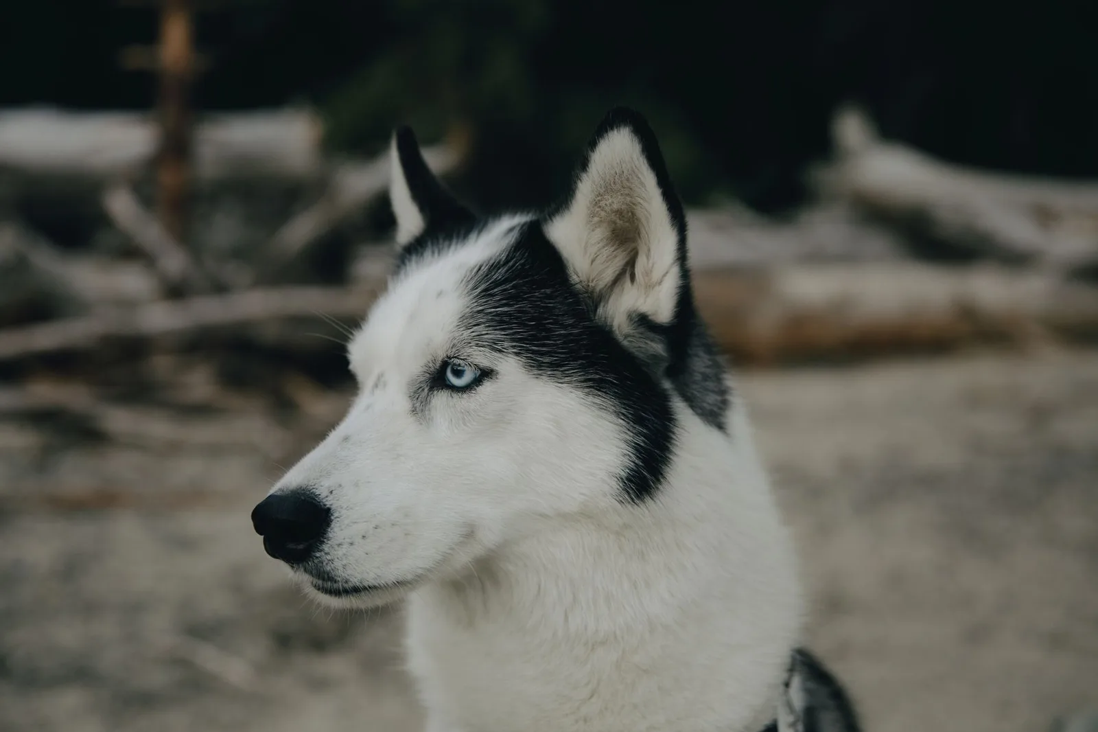Husky siberiano preto e branco de perfil, com olho azul claro e orelhas eretas