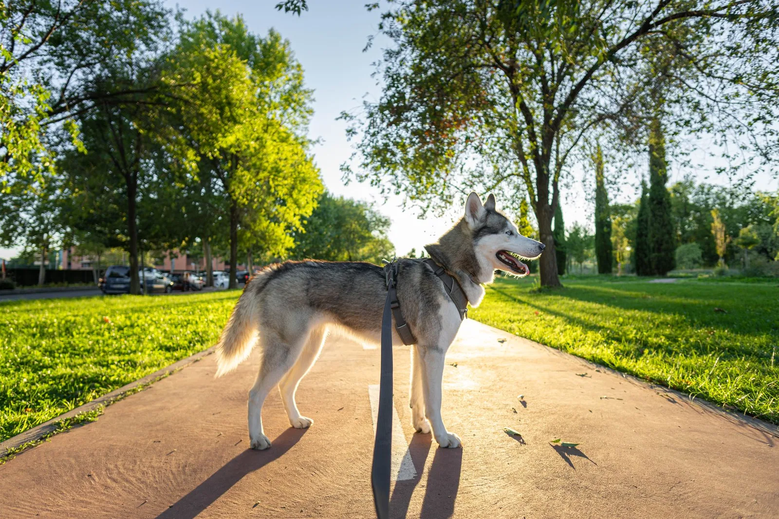 Husky siberiano cinza e branco usando peitoral e guia, em pé numa alameda de parque ao entardecer