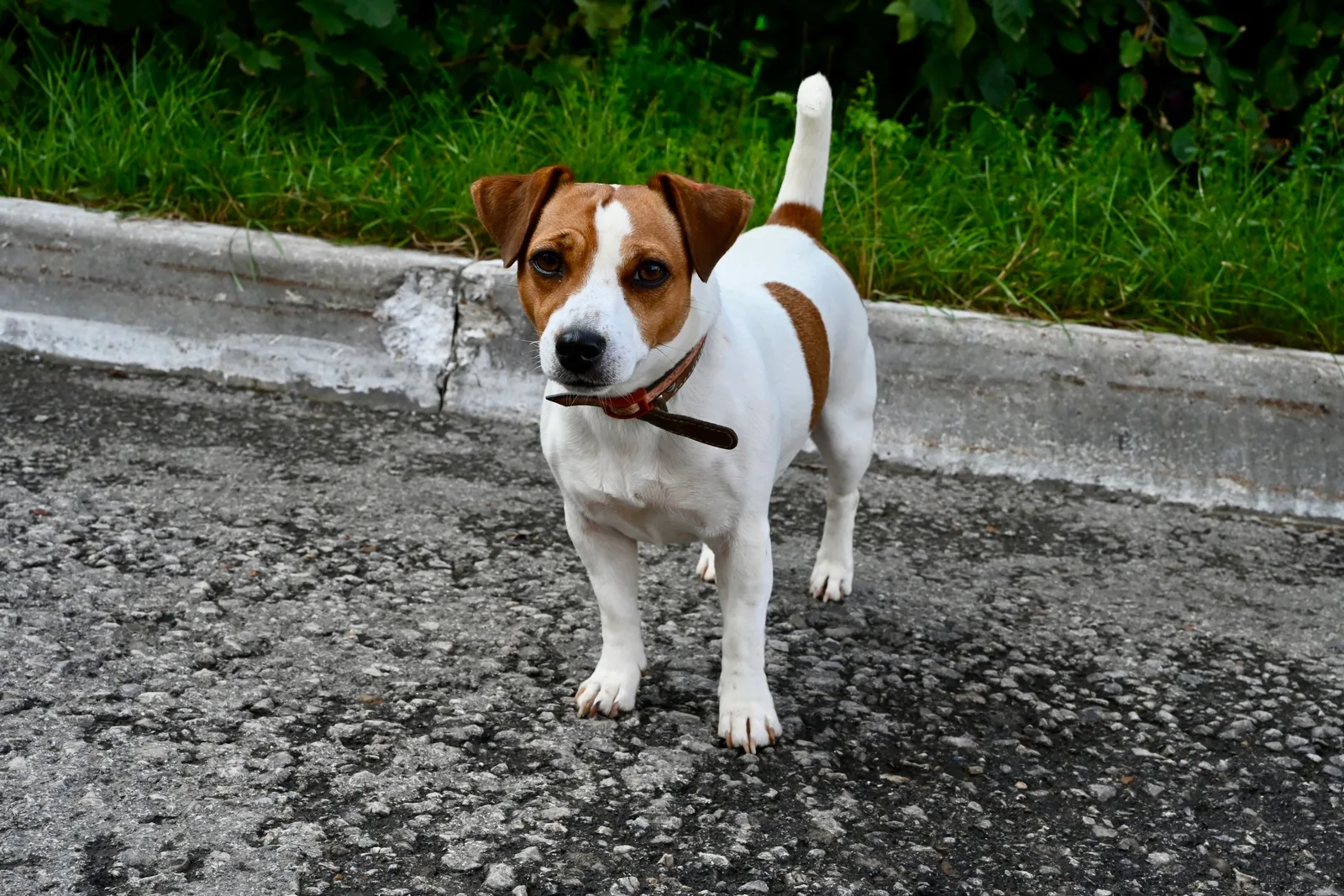 Jack Russell Terrier adulto em pé, coleira vermelha, rabo erguido, em uma rua com grama ao fundo