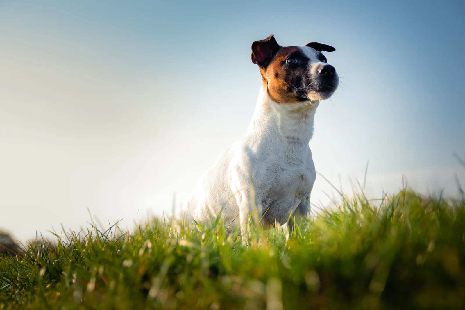 Jack Russell Terrier sentado na grama, alerta, olhando para o horizonte contra um céu azul