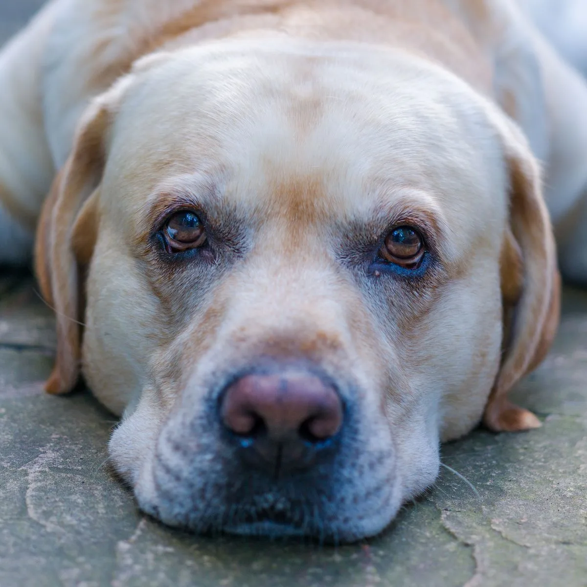 Labrador Retriever dourado deitado, close no focinho e nos olhos