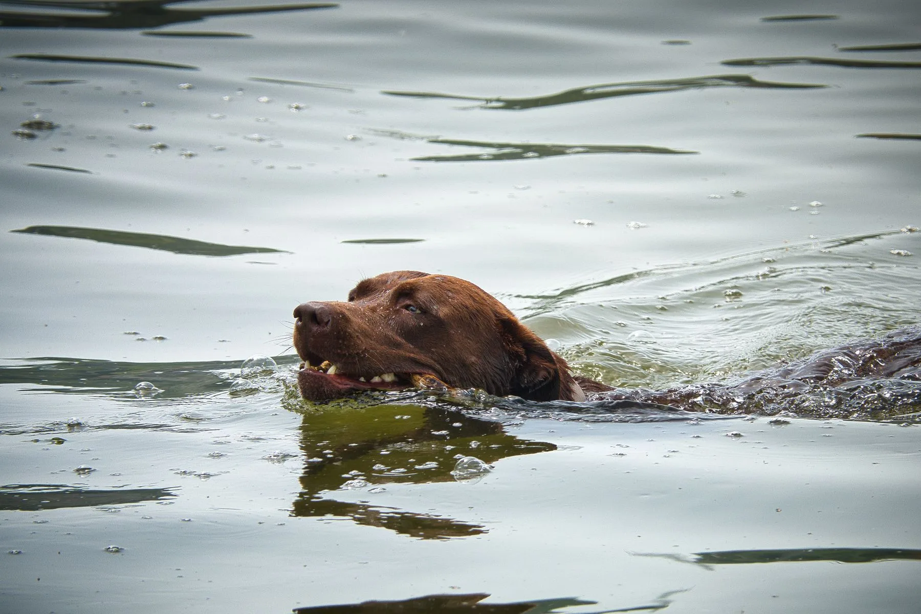 Labrador Retriever chocolate nadando em um lago, com a cabeça para fora da água