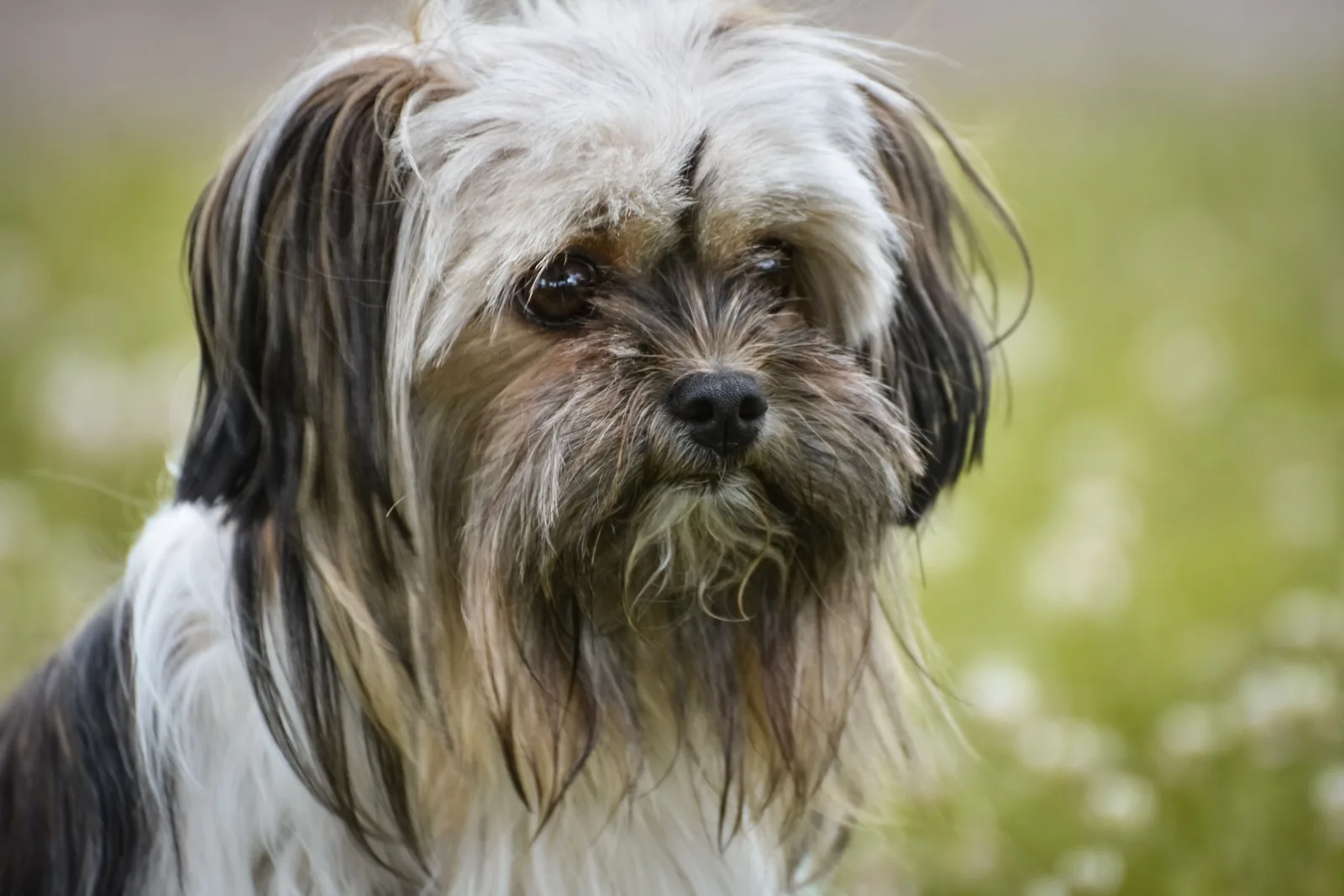 Close do rosto de um lhasa apso com a franja longa caindo sobre os olhos