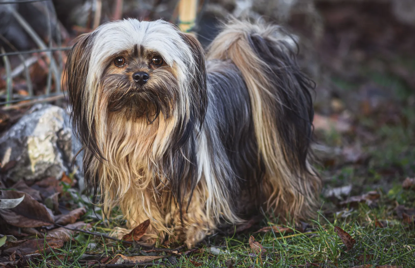 Lhasa apso adulto de pelagem longa em pé sobre folhas secas, ao ar livre