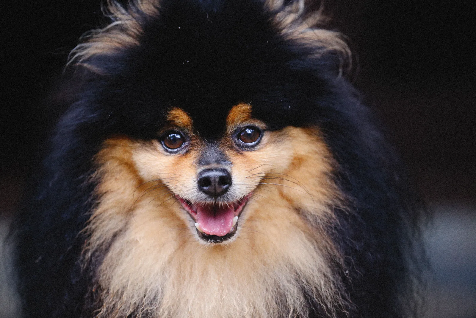 Lulu da pomerânia adulto em close, expressão alerta e atenta
