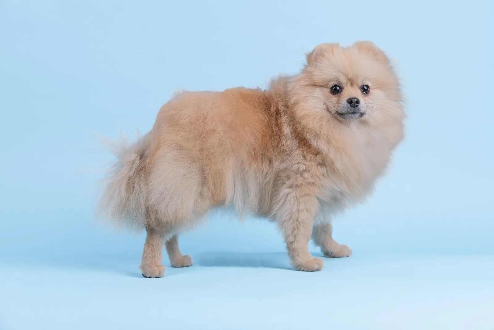 Lulu da pomerânia adulto de perfil, mostrando a pelagem densa e volumosa
