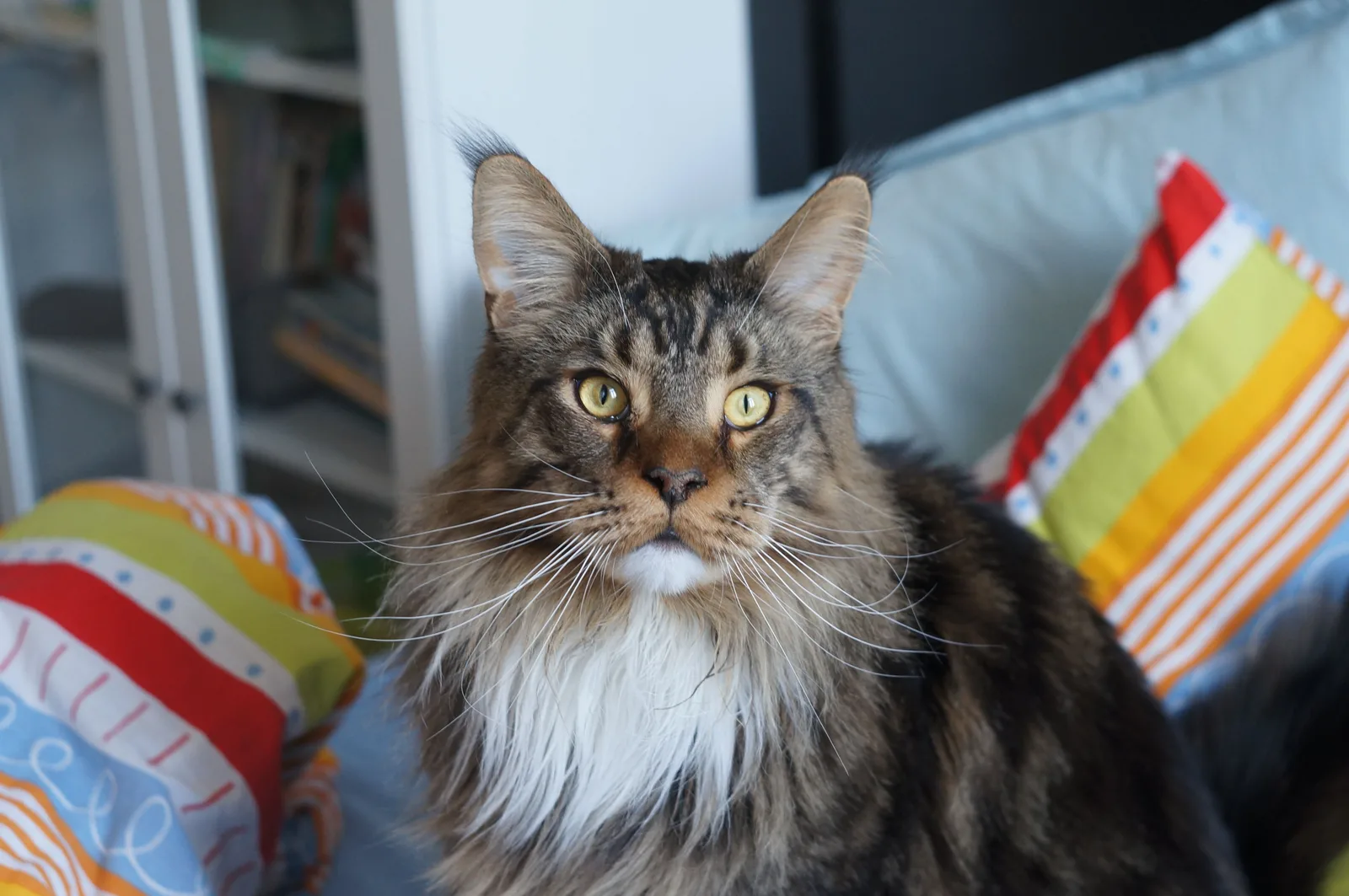 Close-up de Maine Coon mostrando os tufos de pelo característicos nas orelhas