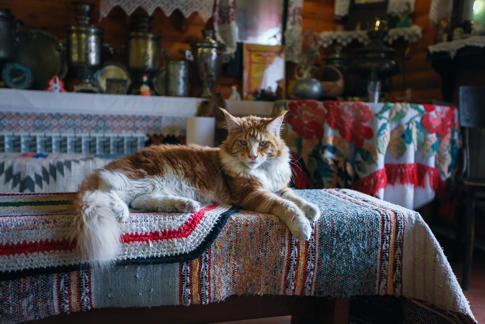 Maine Coon ruivo de porte grande deitado com a cauda longa e volumosa estendida