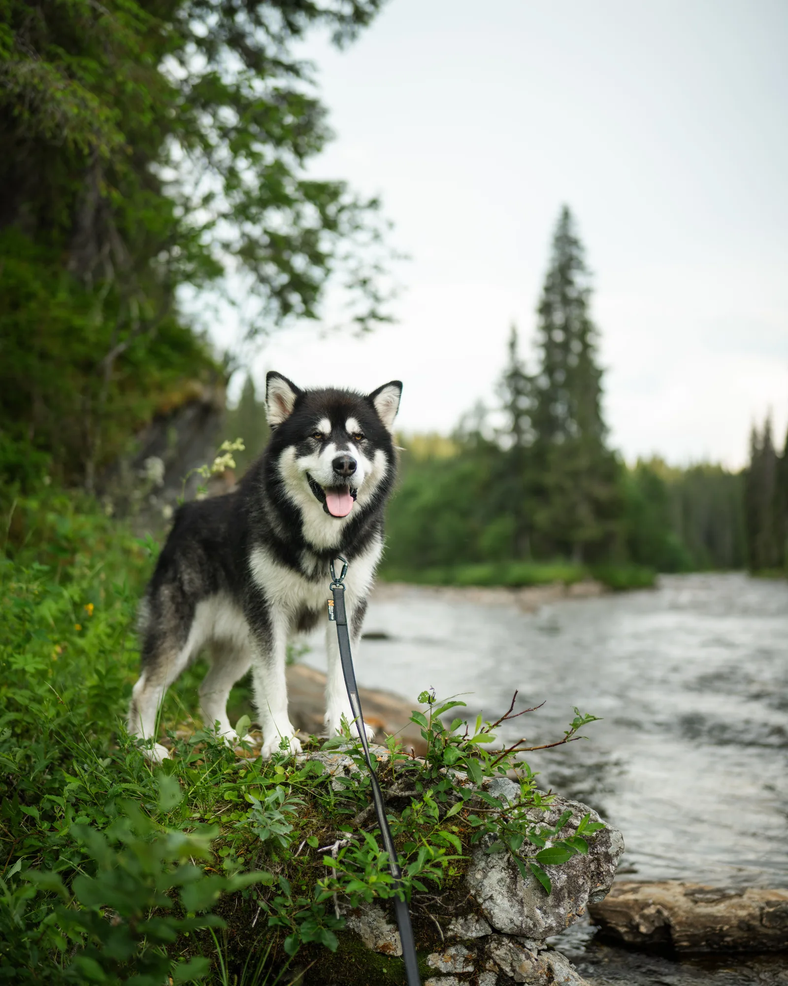 Malamute do Alasca em pé com guia, junto a um rio, cercado de vegetação