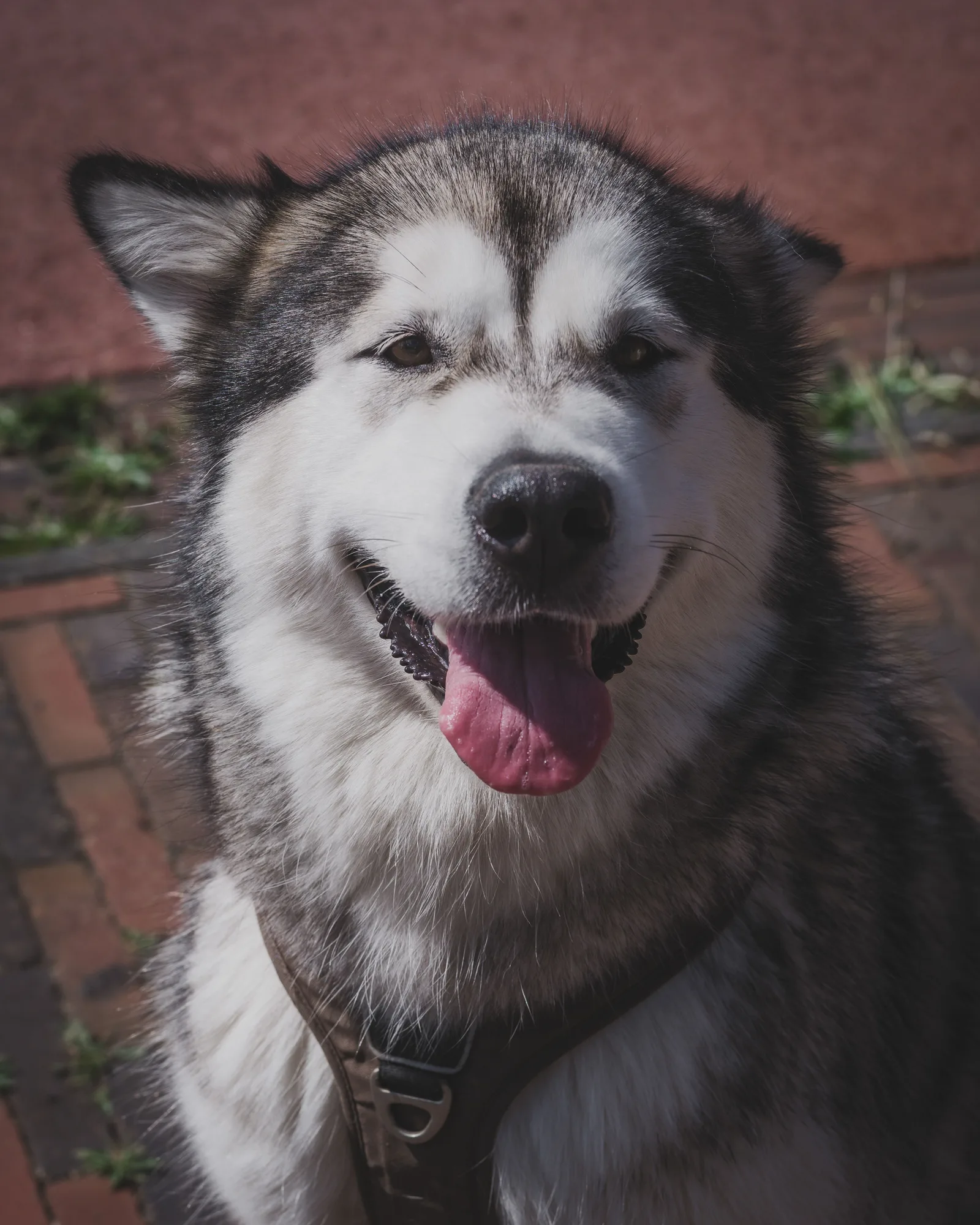Retrato de um Malamute do Alasca de pelagem preta e branca, com olhos castanhos e boca aberta