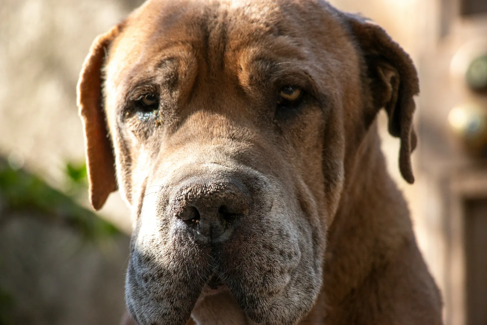 Retrato em close-up de um Mastim Napolitano adulto, mostrando as dobras de pele profundas no rosto e a orelha caída natural