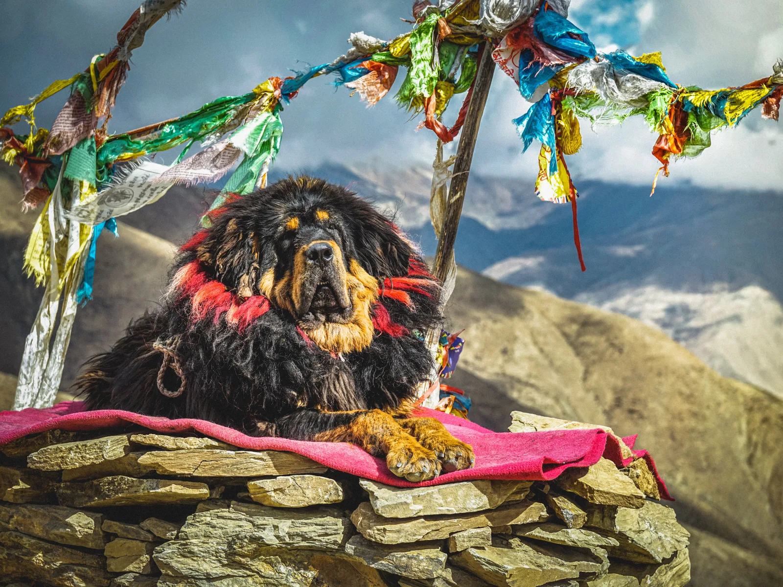 Mastim Tibetano preto e caramelo deitado sobre um muro de pedra no Himalaia, mostrando a juba densa ao redor do pescoço, cercado de bandeiras de oração tibetanas