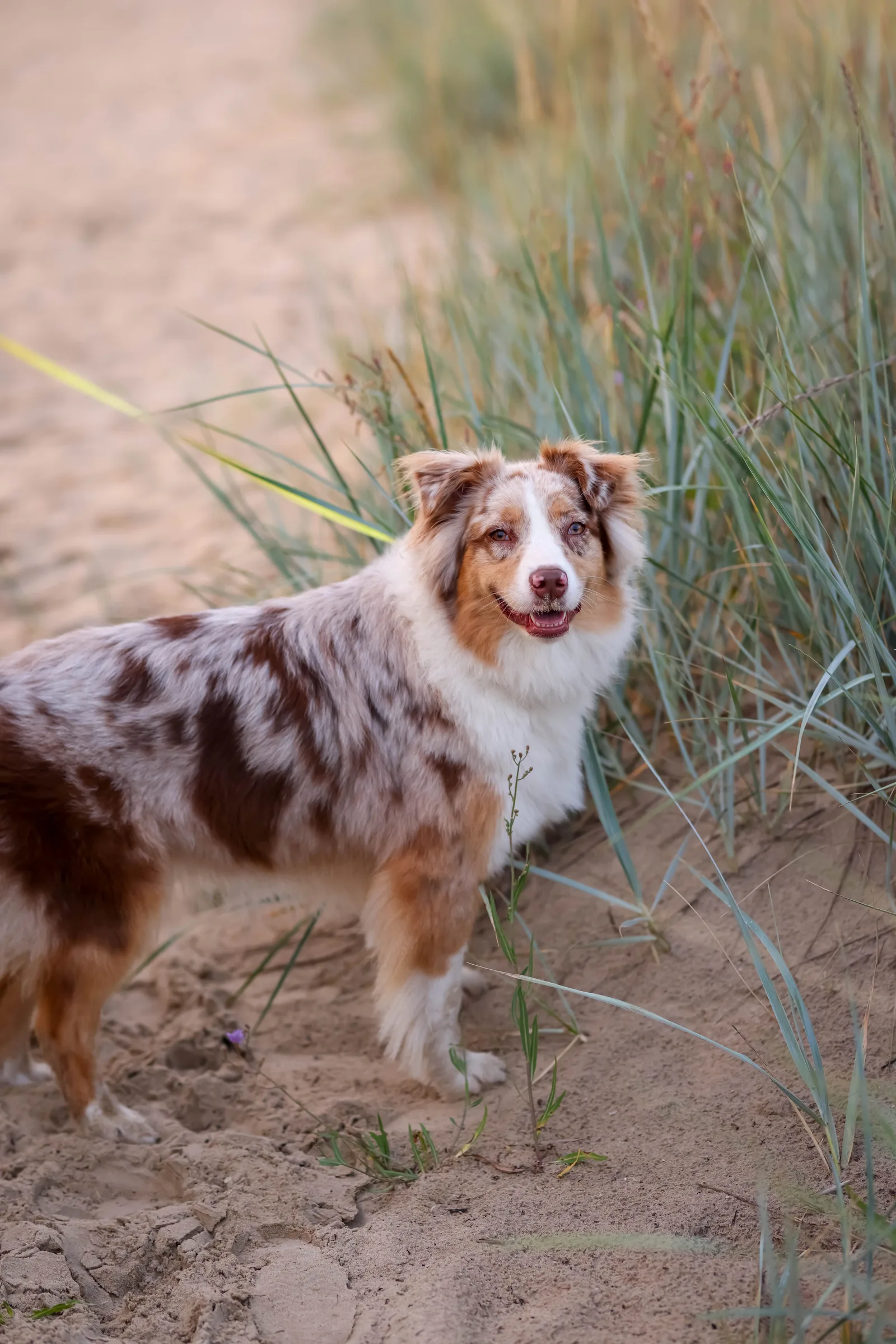 Pastor Australiano red merle em pé sobre trilha de areia, cercado de vegetação de dunas