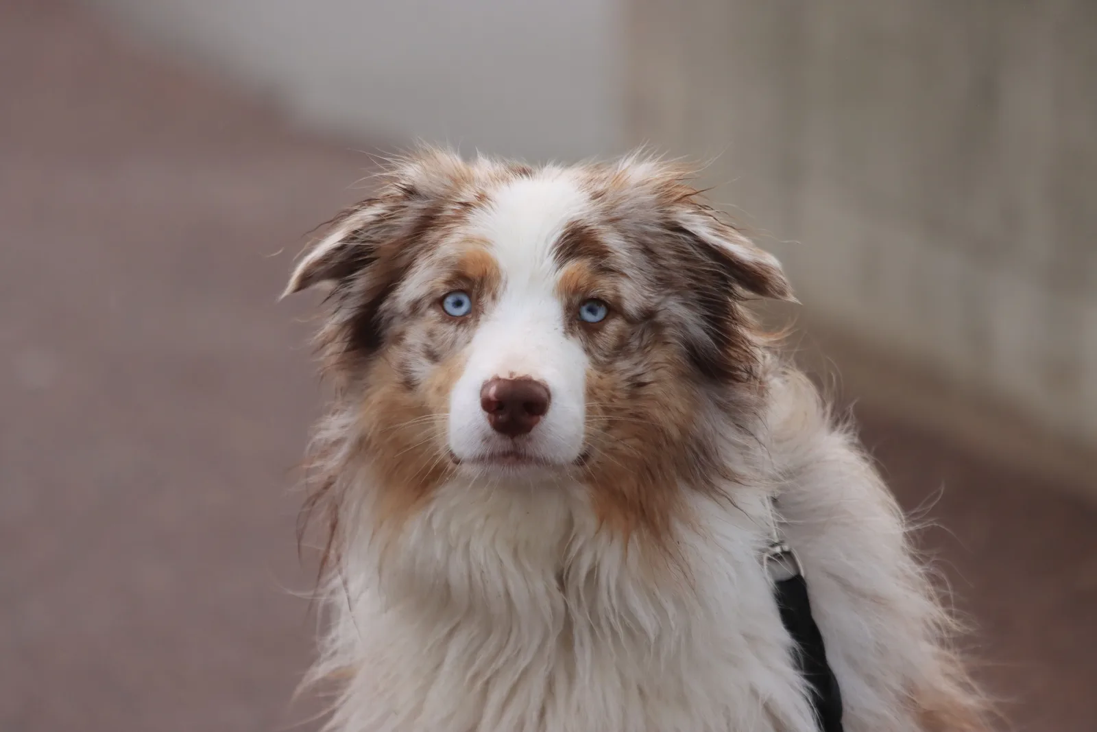 Pastor Australiano blue merle de pelagem molhada, com olhos azuis, em close-up