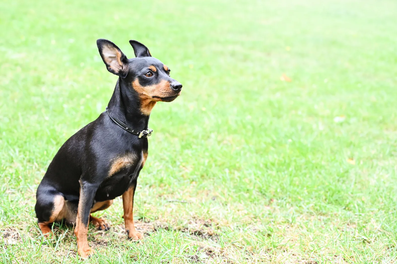 Pinscher Miniatura preto e castanho sentado num gramado, com orelhas eretas e pelo curto brilhante