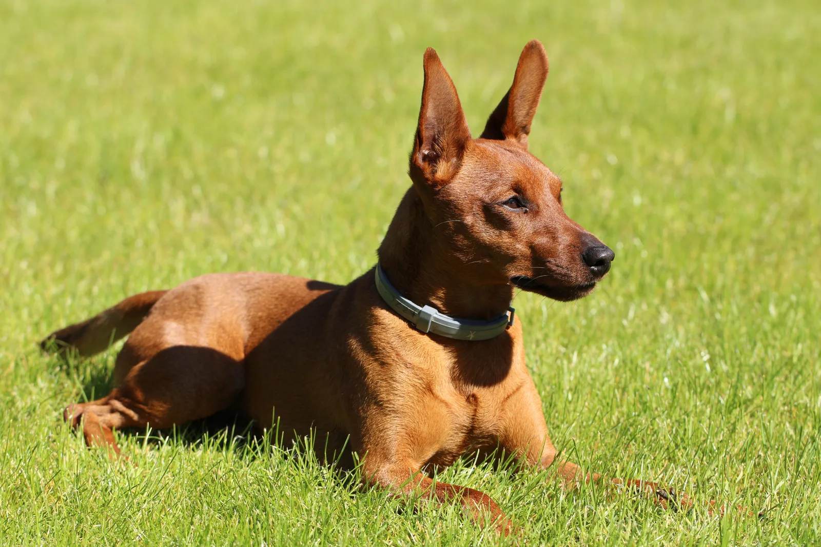 Pinscher Miniatura de pelagem vermelha deitado sobre a grama ao sol, com as orelhas eretas e atento