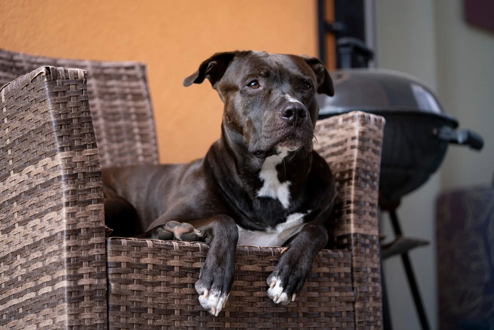 Cão do tipo pitbull escuro deitado tranquilamente numa cadeira de vime, em área externa de casa