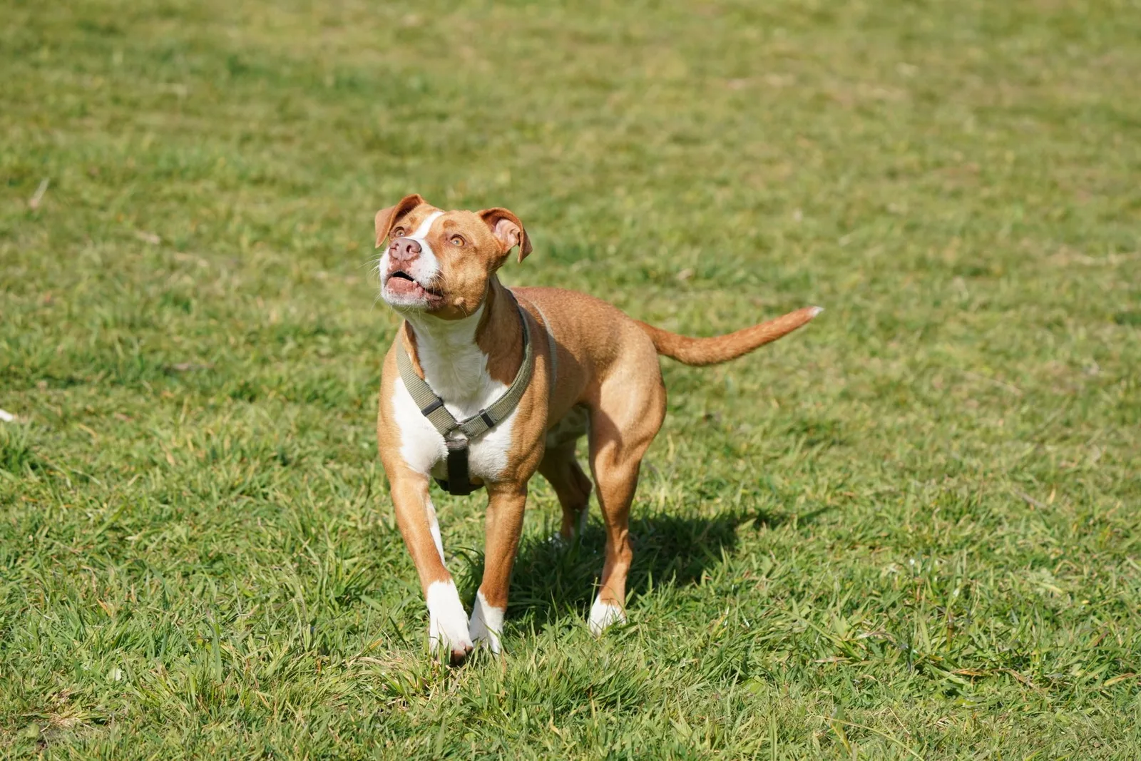 Cão do tipo pitbull caramelo e branco usando peitoral, em pé num gramado durante o passeio