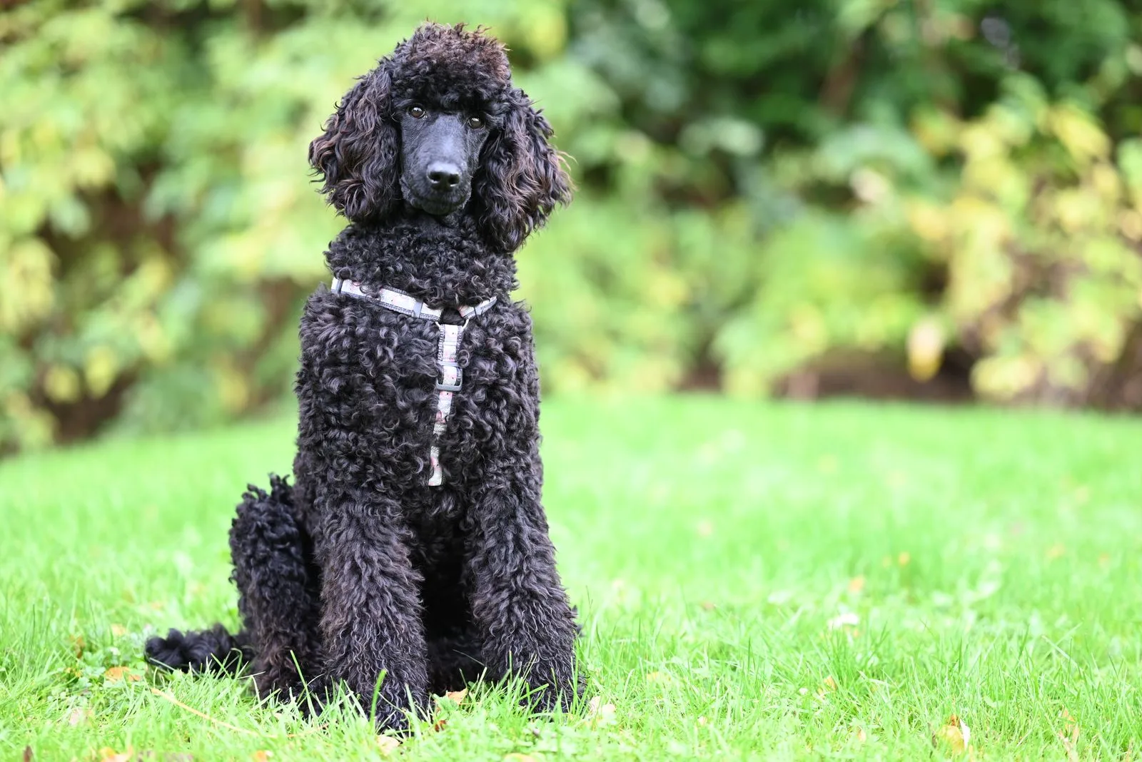 Poodle Standard preto de pelagem cacheada sentado em jardim com grama verde