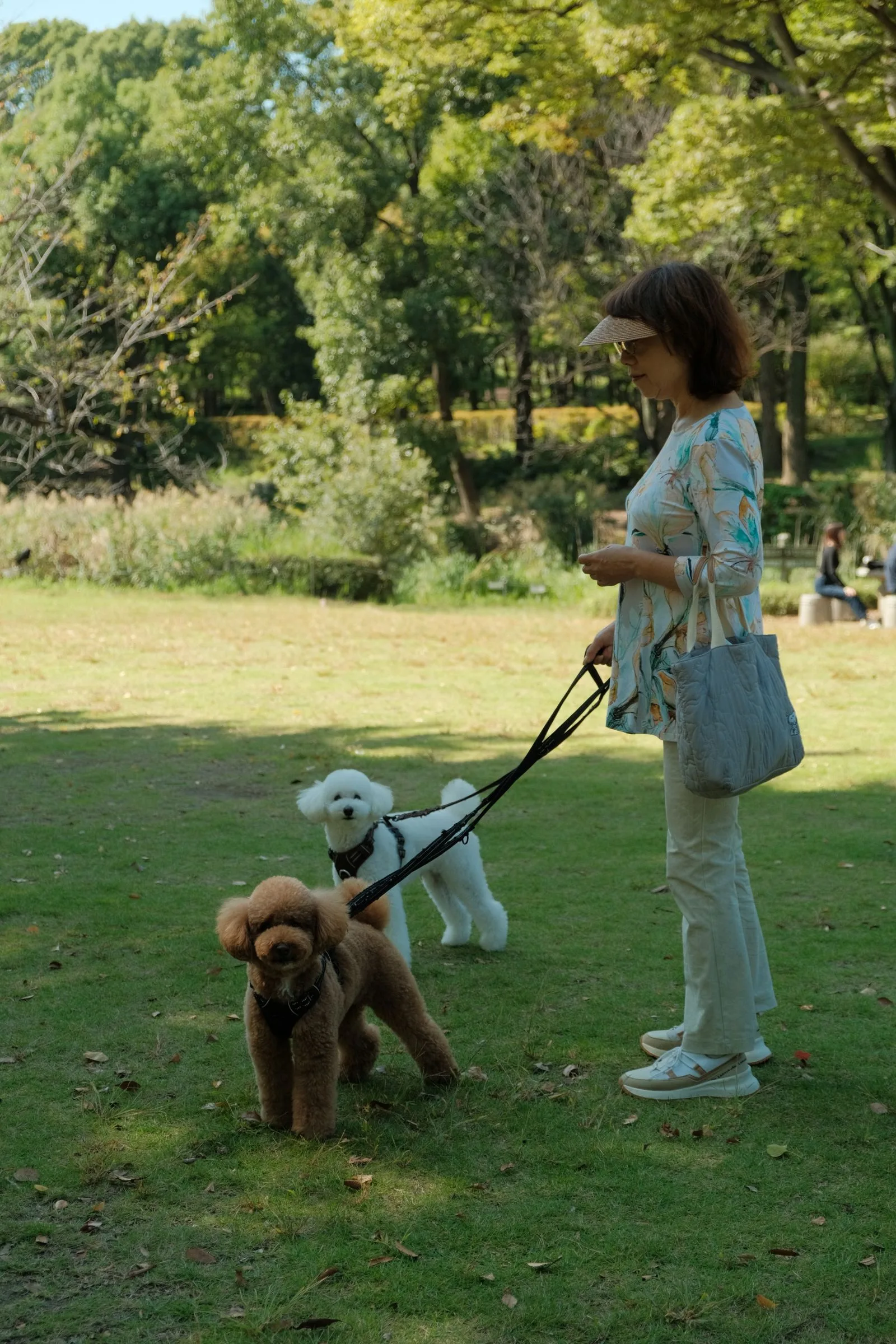 Mulher passeando com dois poodles miniatura, um branco e um caramelo, em um parque
