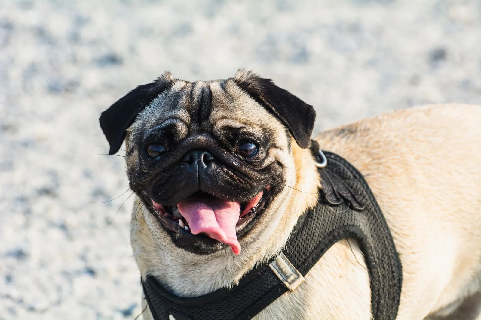 Close de um pug adulto de pelagem clara ofegando ao sol, usando peitoral preto