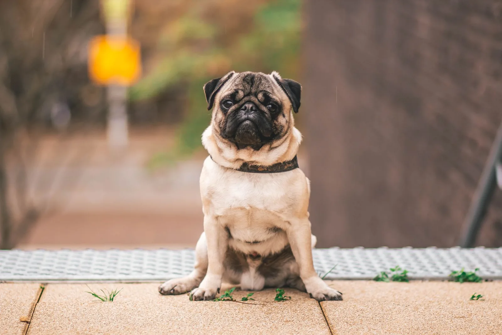 Pug adulto sentado em uma calçada, olhando para a câmera