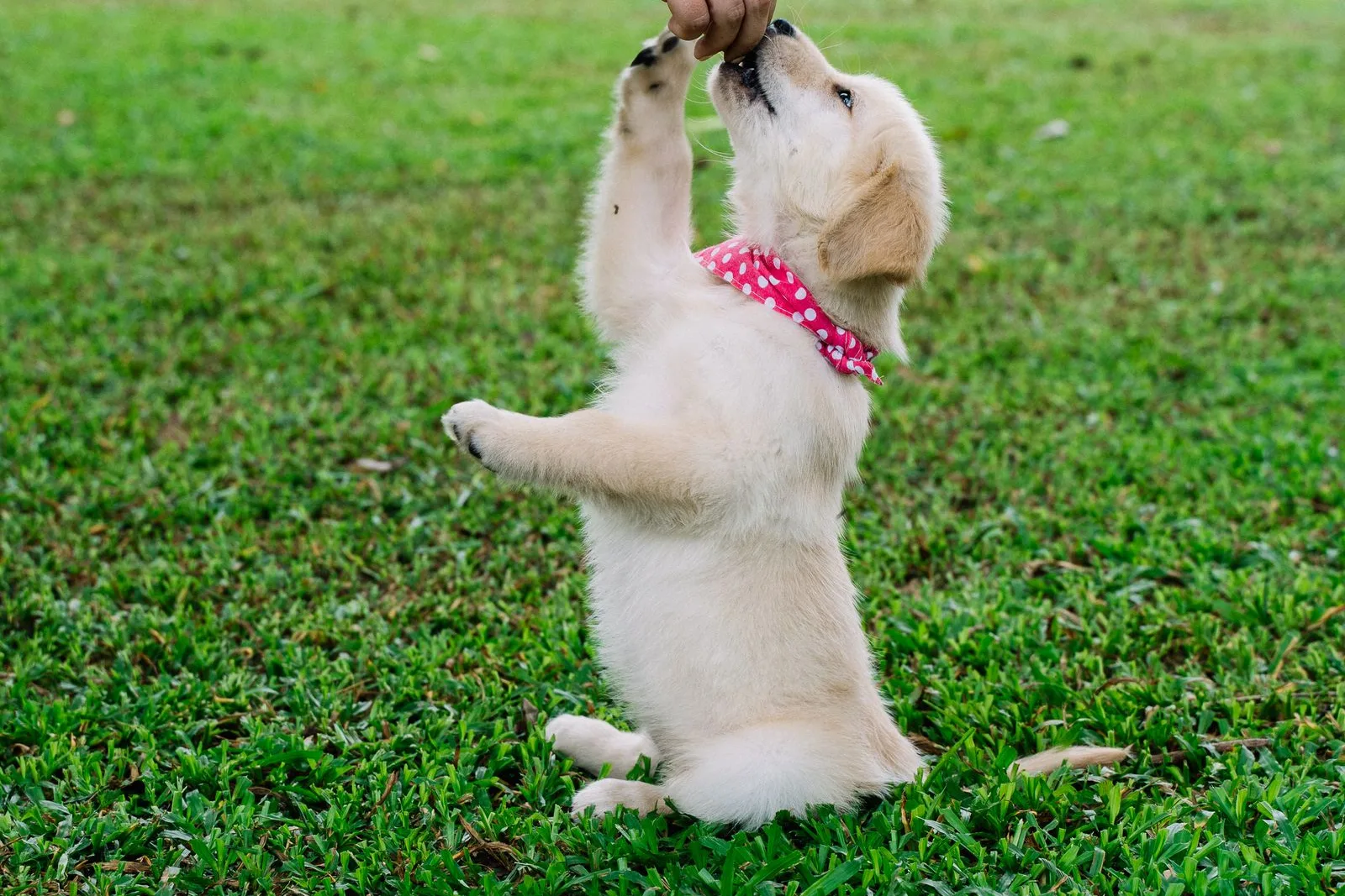 Filhote de golden retriever sentado na grama recebendo um petisco da mão do tutor
