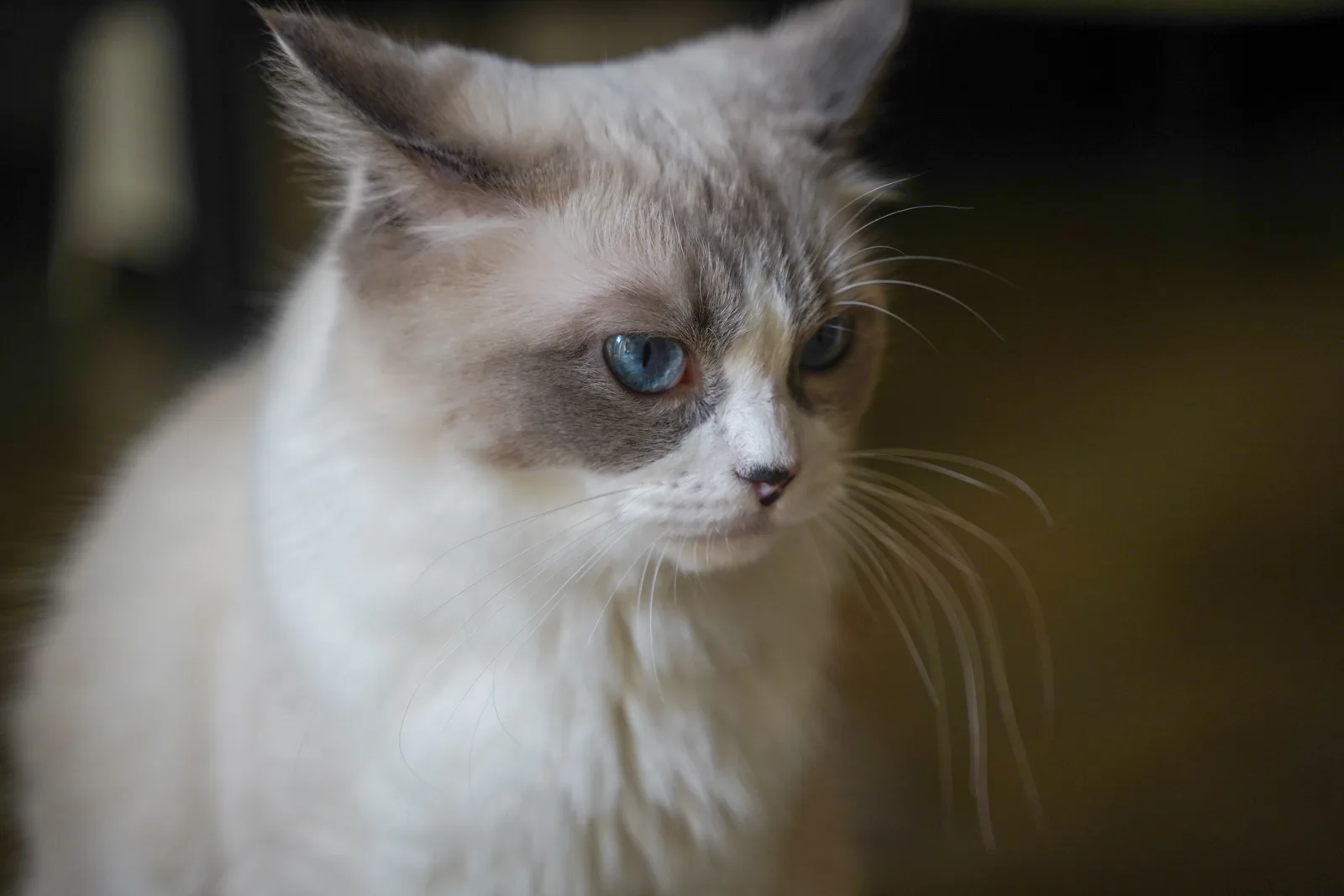 Close-up de Ragdoll mostrando os olhos azuis característicos da raça e a expressão serena