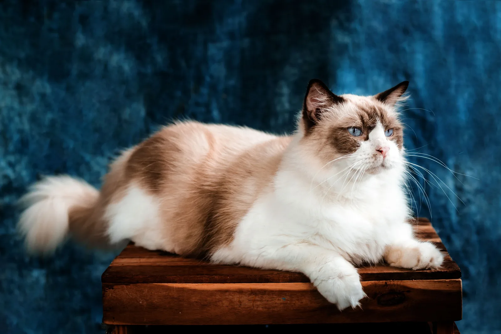 Gato Ragdoll de porte grande deitado, mostrando o padrão colorpoint e os olhos azuis