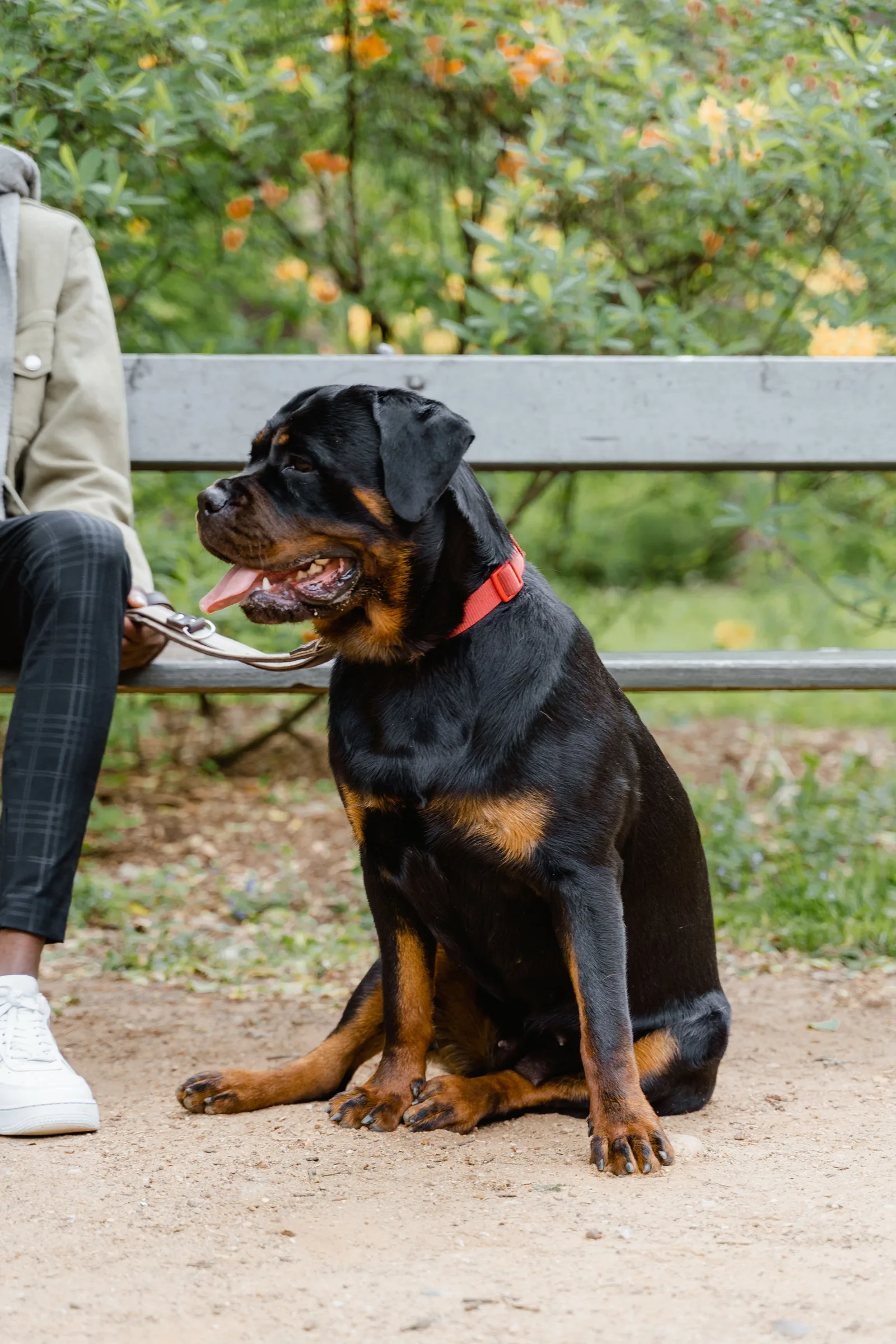 Rottweiler sentado calmamente ao lado do tutor durante passeio em um parque
