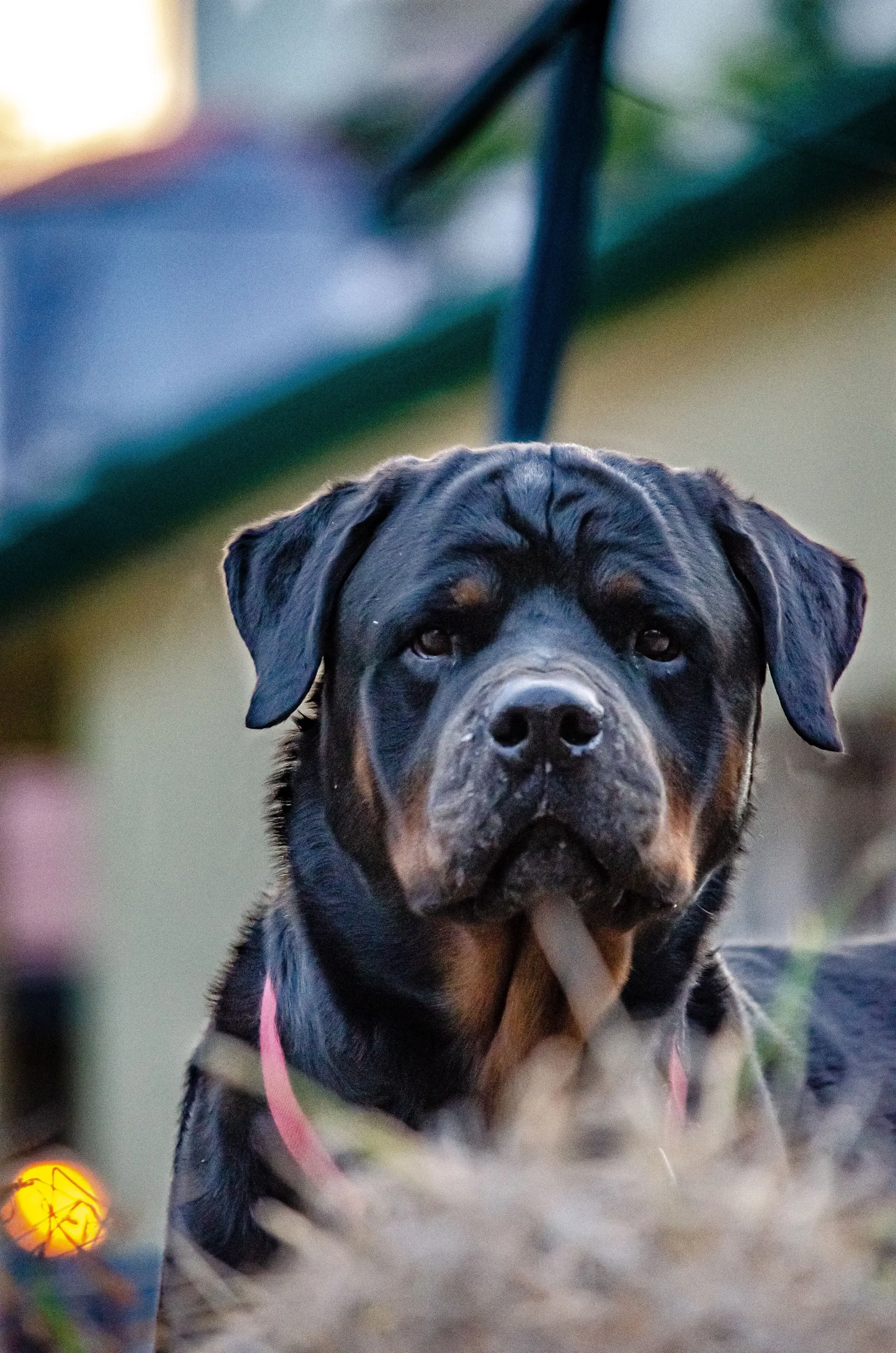 Retrato de rottweiler adulto com expressão calma, mostrando a pelagem preta com marcas castanho-avermelhadas características