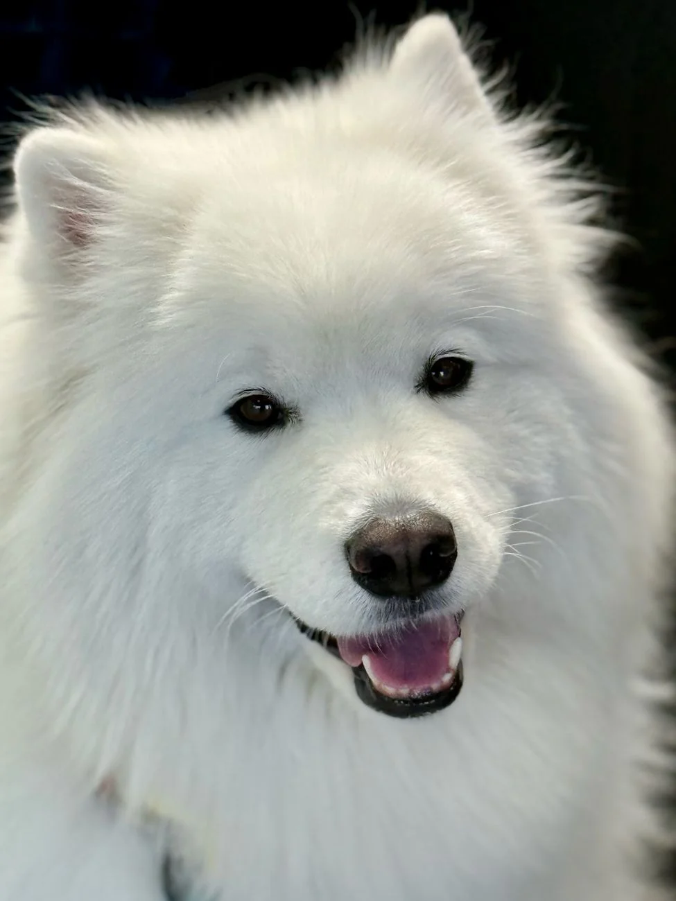 Retrato de um Samoieda branco de perto, com a boca curvada no característico Sammy smile