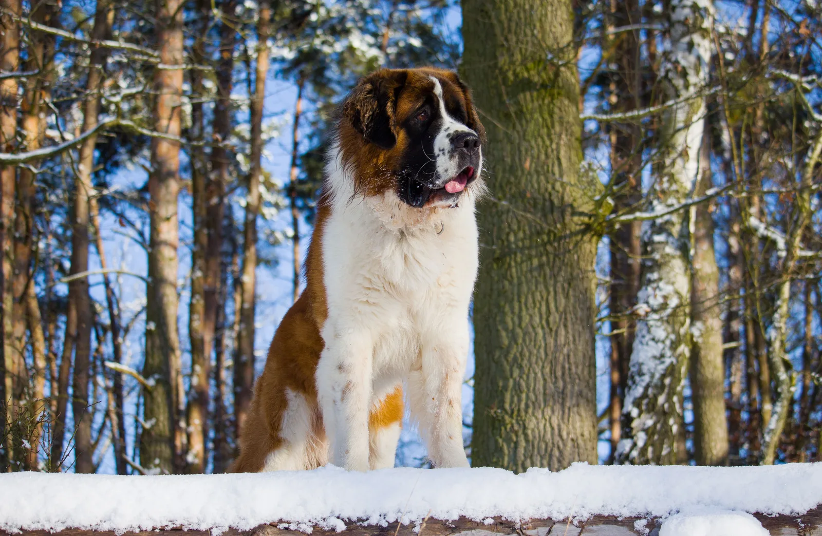 São Bernardo adulto de pelo curto em pé na neve, em meio a uma floresta